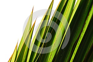 Green grass blade