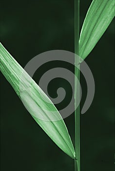 Green Grass-Blade