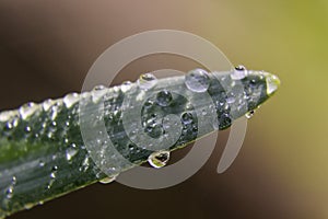 Green Grass blade Water Drop