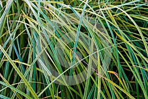 Green grass blades close-up. Summer daybreak time