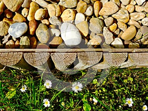 Green grass blades and daisies along river stone garden bed divided by wooden separation strip