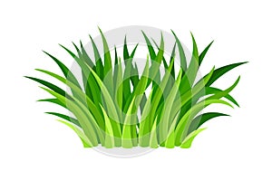 Green Grass Blades or Herbage as Forest Element Vector Illustration photo