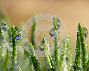 Green grass blades with rain drops that reflect saguaro cactus