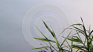 Green grass blades waving in wind on river water