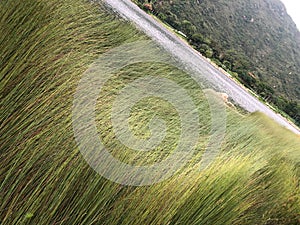 Green grass blown by wind