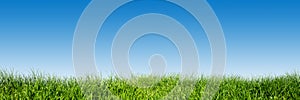 Green grass on blue clear sky, spring nature panorama