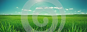 Green grass on blue clear sky, spring nature theme. Panorama