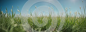 Green grass on blue clear sky, spring nature theme. Panorama