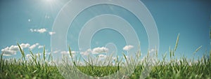 Green grass on blue clear sky, spring nature theme. Panorama