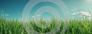 Green grass on blue clear sky, spring nature theme. Panorama
