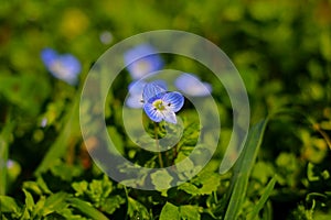 Green grass with blue flowers photo