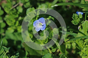 Green grass with blue flowers photo