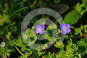 Green grass with blue flowers photo