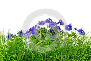 Green grass and blue pansies against white background