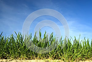 Green grass with blue sky