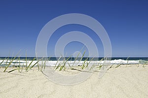 Green grass and blue sky.