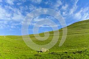 Green Grass Blue Sky