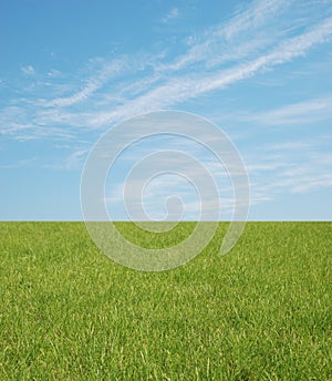 Green Grass and Blue Sky