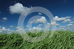 Green grass and blue sky