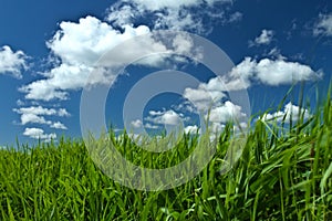Green grass and blue sky