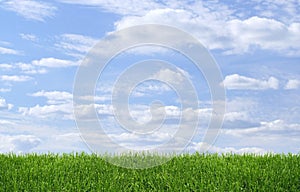 Green grass blue sky background