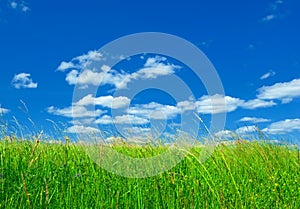 Green grass and blue sky background