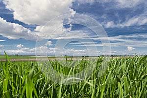 Green grass and blue sky with clouds