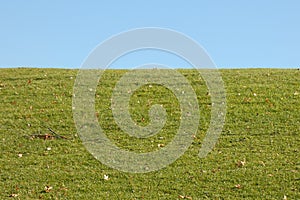 Grass and Sky