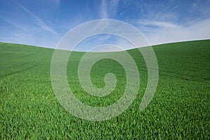 Green grass and blue sky landscape