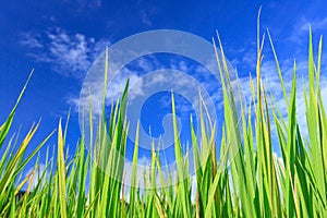 Césped verde a cielo azul 