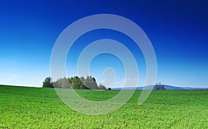 Green grass, the blue sky and white clouds