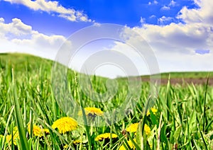 Green grass, the blue sky and white clouds
