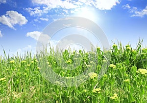Green grass, the blue sky and white clouds