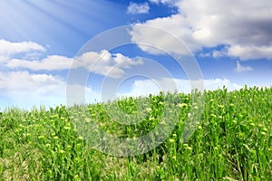 Green grass, the blue sky and white clouds
