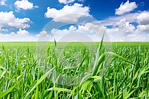 Green grass, the blue sky and white clouds