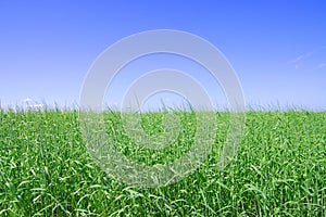 Green grass, the blue sky and white clouds