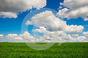 Green grass and blue sky with white clouds
