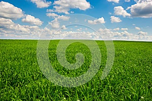 Green grass and blue sky with white clouds