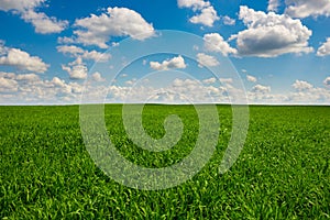 Green grass and blue sky with white clouds