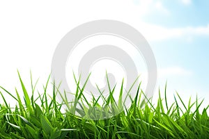 Green grass with blue sky and white clouds in the background. Natural background.