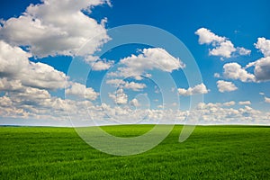 Green grass and blue sky with white clouds