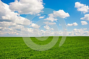 Green grass and blue sky with white clouds