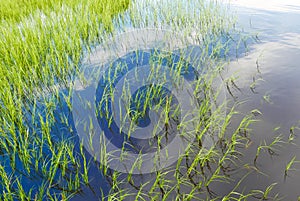 Green grass in a blue water marsh