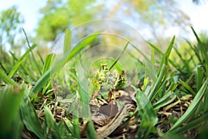 Green grass blur image using as abstract background with green mantis