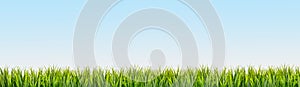 Green grass border on blue sky background