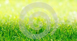 Green Grass Border With Defocused Natural Background