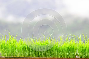 Green Grass Border With fog and mountain Background