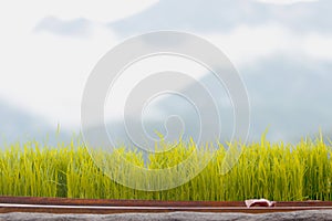 Green Grass Border With fog and mountain Background