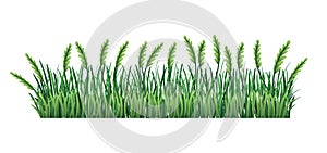 Green grass border. Fresh green spikelet and branches grass leaves. Isolated on transparent background. Vector