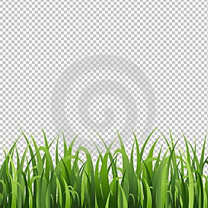 Green Grass Border Isolated Transparent Background